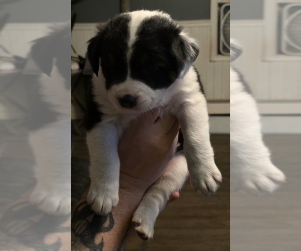 Medium Photo #8  Breeder Profile in STERLING, IL, USA