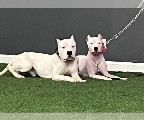 Medium Photo #1  Breeder Profile in LITHONIA, GA, USA