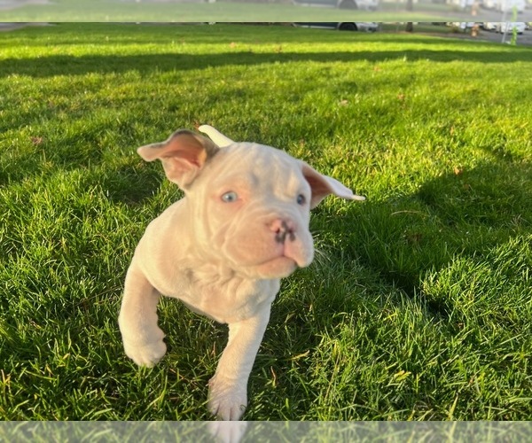Medium Photo #23  Breeder Profile in PORTLAND, OR, USA