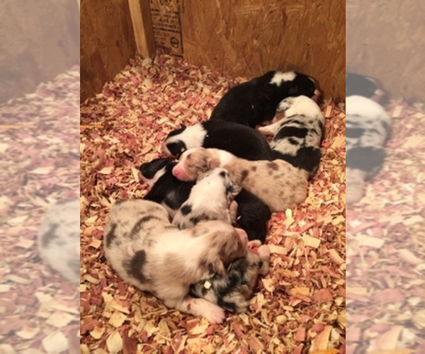 Medium Photo #1  Breeder Profile in LOGANVILLE, GA, USA