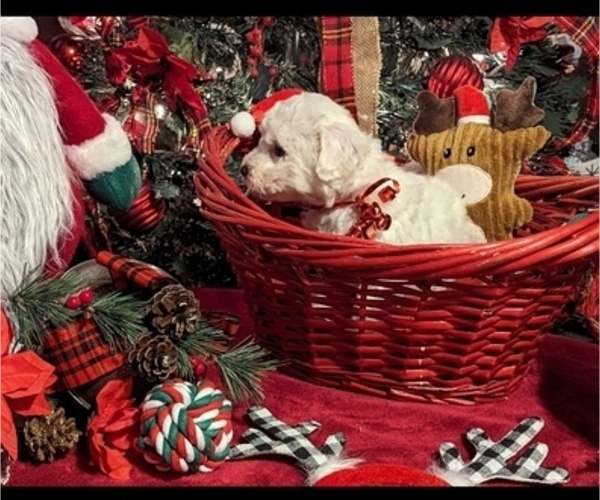 Medium Photo #1  Breeder Profile in WAYSIDE, WV, USA