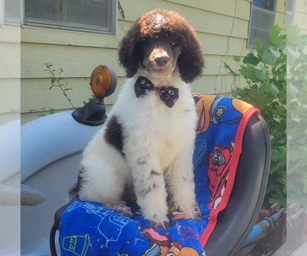 Medium Photo #1  Breeder Profile in TRAVELERS REST, SC, USA