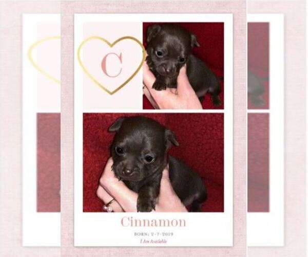 Medium Photo #1  Breeder Profile in YOUNGSVILLE, NC, USA