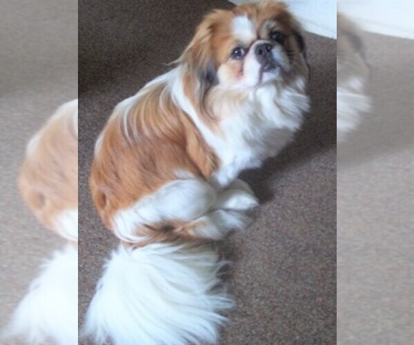Medium Photo #1  Breeder Profile in LANHAM, MD, USA