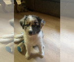 Small #13 Breeder Profile image