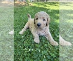Small #1 Breeder Profile image