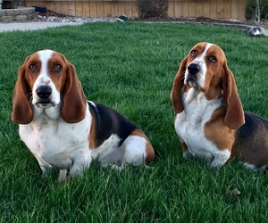 Basset Hound Dog Breeder near PORTLAND, IN, USA