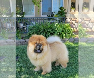 Medium Breeder Profile Photo