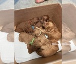 Small breeder photo
