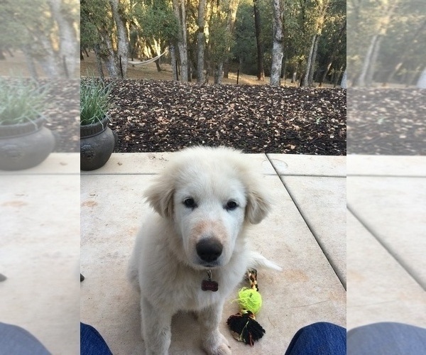 Medium Photo #1  Breeder Profile in EL DORADO HILLS, CA, USA