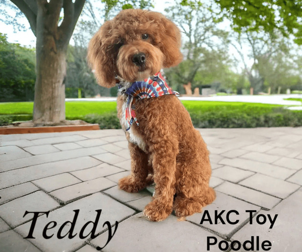 Medium Photo #2  Breeder Profile in SAINT AUGUSTINE, FL, USA