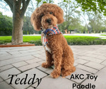 Small Photo #2  Breeder Profile in SAINT AUGUSTINE, FL, USA