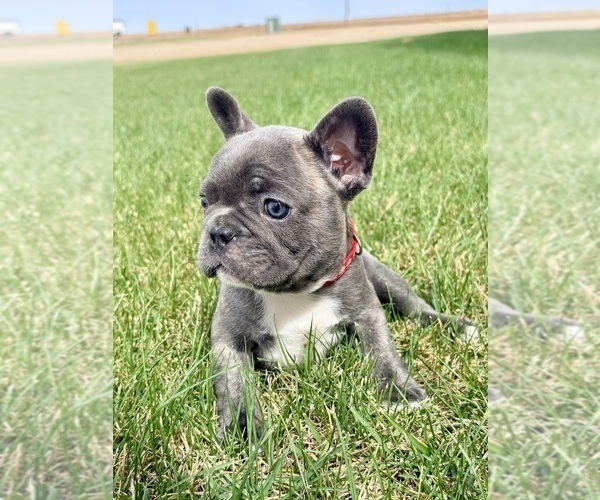 Medium Photo #4  Breeder Profile in CANYON, TX, USA