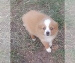 Small breeder photo