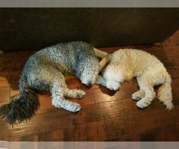 Medium Photo #1  Breeder Profile in QUEEN CREEK, AZ, USA