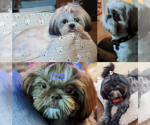 Medium Photo #1  Breeder Profile in ATWATER, CA, USA