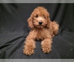 Small #20 Breeder Profile image
