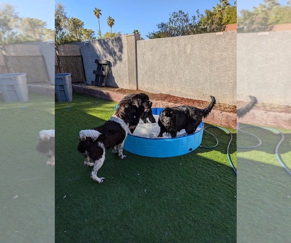 Medium Photo #33  Breeder Profile in LAS VEGAS, NV, USA