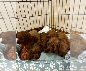 Cavapoo Dog Breeder near KALAMAZOO, MI, USA