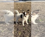 Small breeder photo