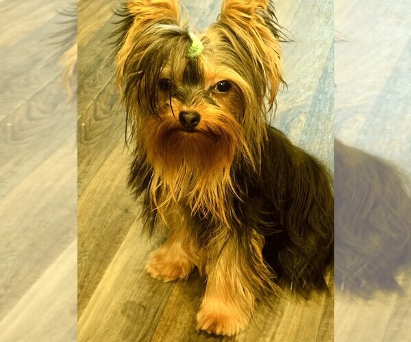 Medium Photo #15  Breeder Profile in TEMPE, AZ, USA