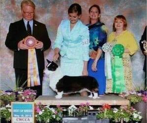 Cardigan Welsh Corgi Dog Breeder near ASHVILLE, AL, USA