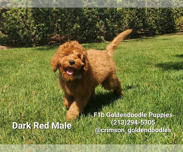 Medium Photo #9  Breeder Profile in BREA, CA, USA