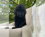 Small #4 Breeder Profile image