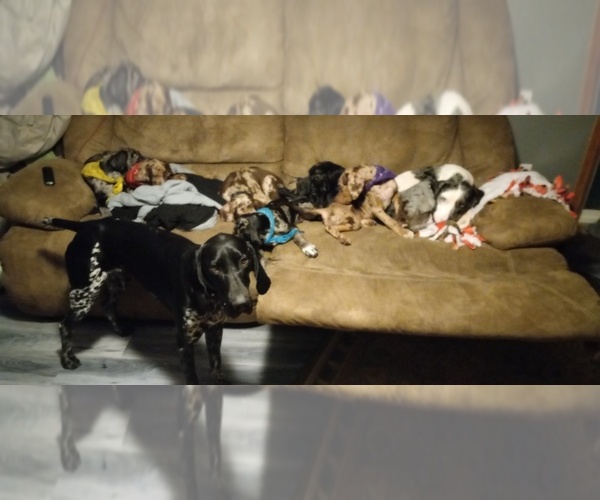Medium Photo #1  Breeder Profile in ELK RIVER, MN, USA