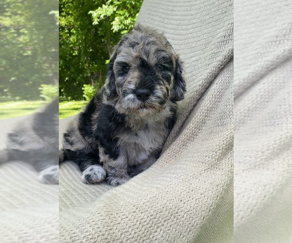 Medium Photo #9  Breeder Profile in COLUMBIA, TN, USA