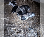 Small #4 Breeder Profile image