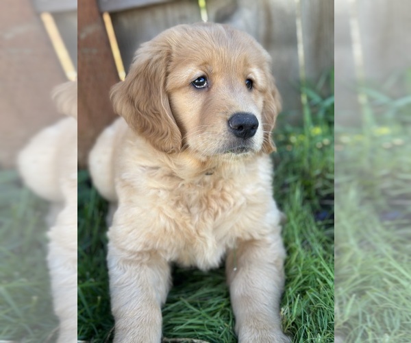 Medium Photo #4  Breeder Profile in ORTING, WA, USA