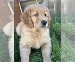 Small #3 Breeder Profile image
