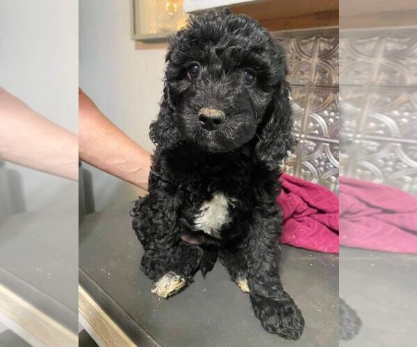 Medium Photo #1  Breeder Profile in MADISON MILLS, VA, USA