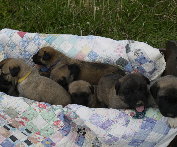 Medium Photo #1  Breeder Profile in THORN HILL, TN, USA