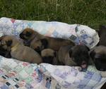 Small breeder photo