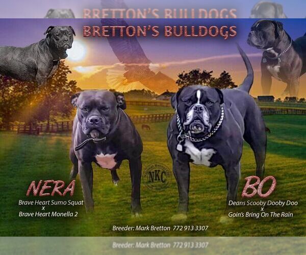 Medium Photo #3  Breeder Profile in COLUMBIA, KY, USA