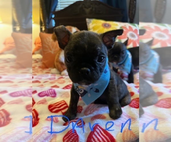 Medium Photo #3  Breeder Profile in Fresno, CA, USA