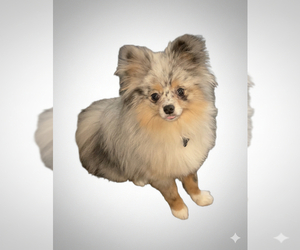 Pomeranian Dog Breeder near PHILADELPHIA, PA, USA