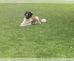 Small #1 Breeder Profile image