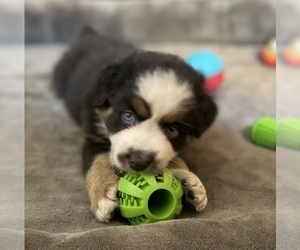 Miniature Australian Shepherd Dog Breeder in OAKLAND,  USA