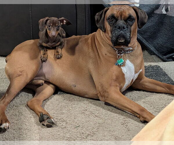 Medium Photo #6  Breeder Profile in LIMA, OH, USA
