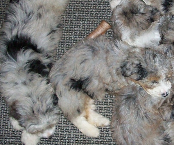 Medium Photo #1  Breeder Profile in ROSCOMMON, MI, USA