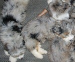 Small breeder photo
