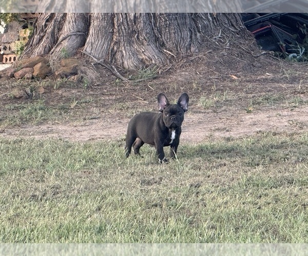 Medium Photo #30  Breeder Profile in LONGVIEW, TX, USA
