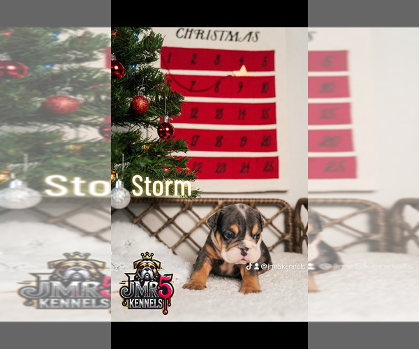 Medium Photo #8  Breeder Profile in PORTERVILLE, CA, USA