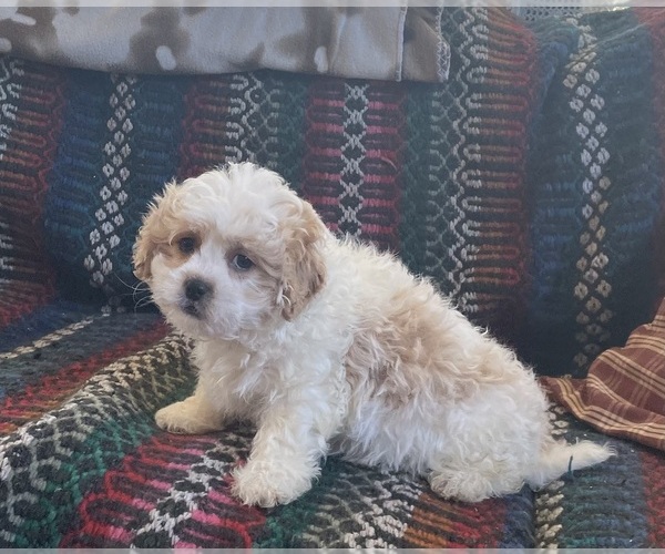 Medium Photo #10  Breeder Profile in MOUNT PLEASANT, IA, USA