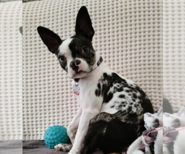 Medium Photo #1  Breeder Profile in PLAINFIELD, IN, USA