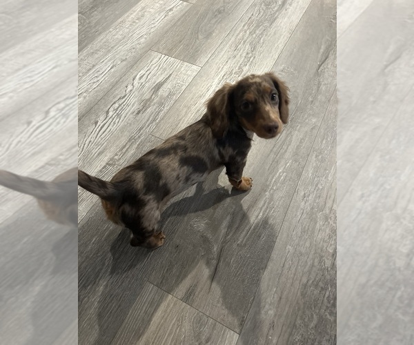 Medium Photo #1  Breeder Profile in WEST UNION, OH, USA