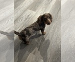 Small breeder photo
